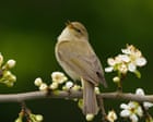 Thanks to Britain’s mild winters, chiffchaffs are staying put