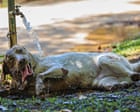 Pets being hit by heatstroke even when resting, say UK vets
