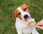 Struggling to get through summer? Treat yourself like a beloved dog – and six other survival tips | Emma Beddington